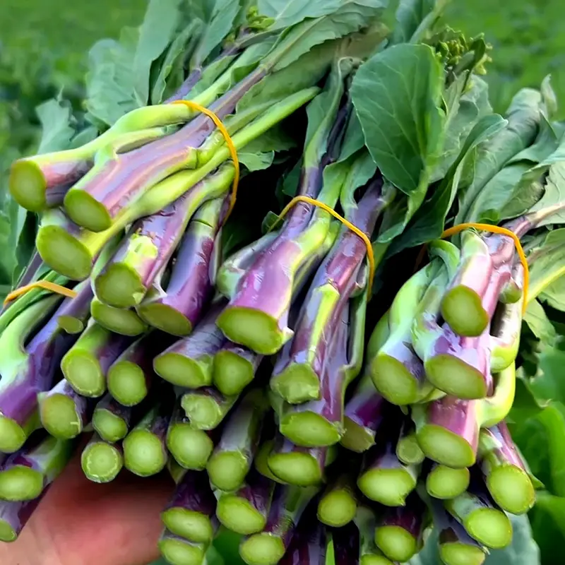 SWEETHEART-ROTKOHLSAMEN, ROTSTIEL-GRÜNKOHLSAMEN