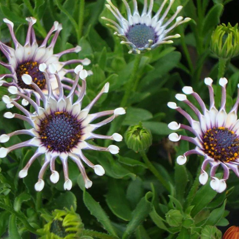 🚨58% Rabatt💖Blauäugige Chrysantheme👽Seltsame Blumen