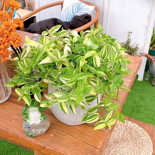 💐Oil Painting Hochzeit Orchidee Samen