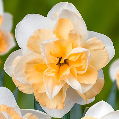 Perennial Daffodil Bulbs