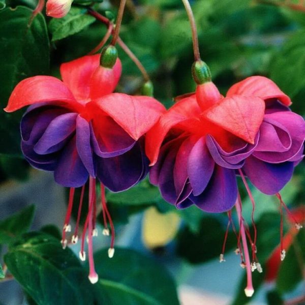 🧚‍♀️Fuchsia Flower Seeds-The fairy flower