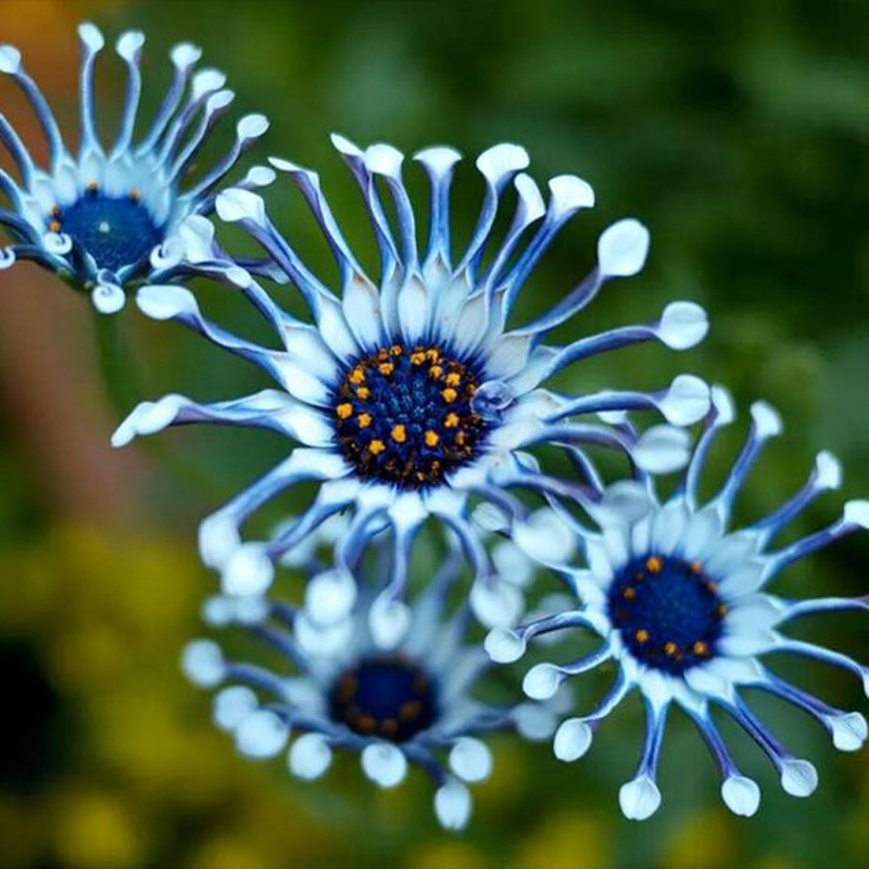 🚨58% Rabatt💖Blauäugige Margerite👽Seltsame Blumen