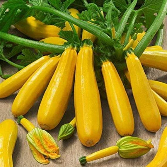 Banana Zucchini Seeds