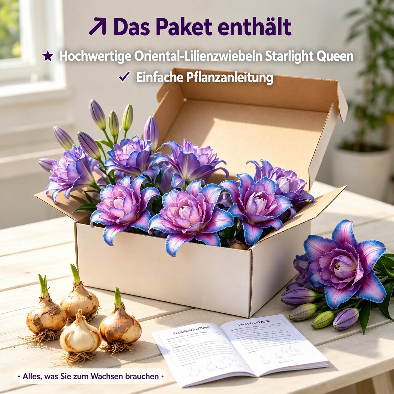 🌸Starlight Queen Oriental Lily Bulbs
