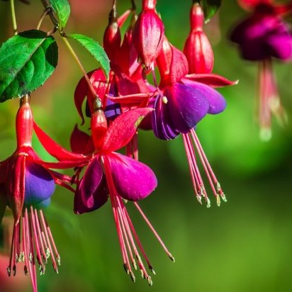 🧚‍♀️Fuchsia Flower Seeds-The fairy flower