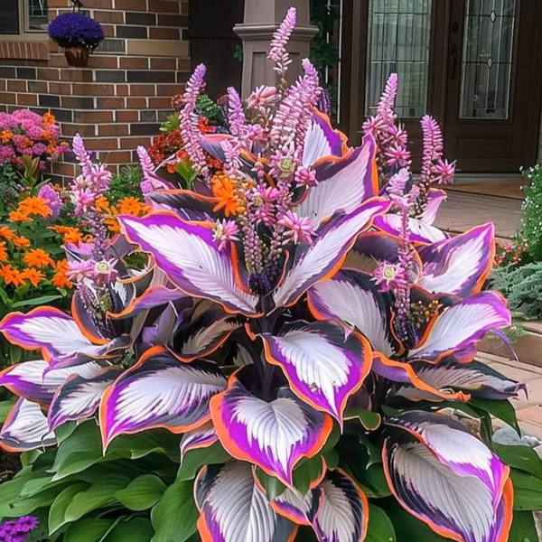 🍃Seltene Funkiensamen🌿