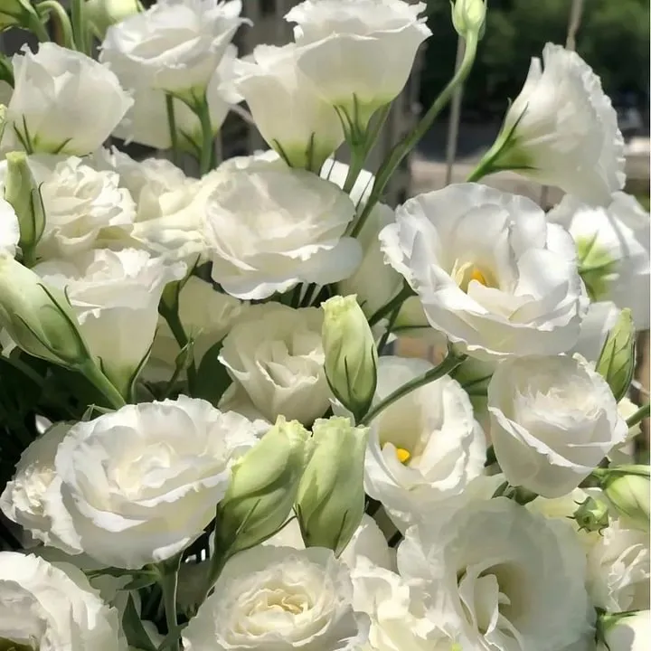 🌺LISIANTHUS – AUFRICHTIGE LIEBE