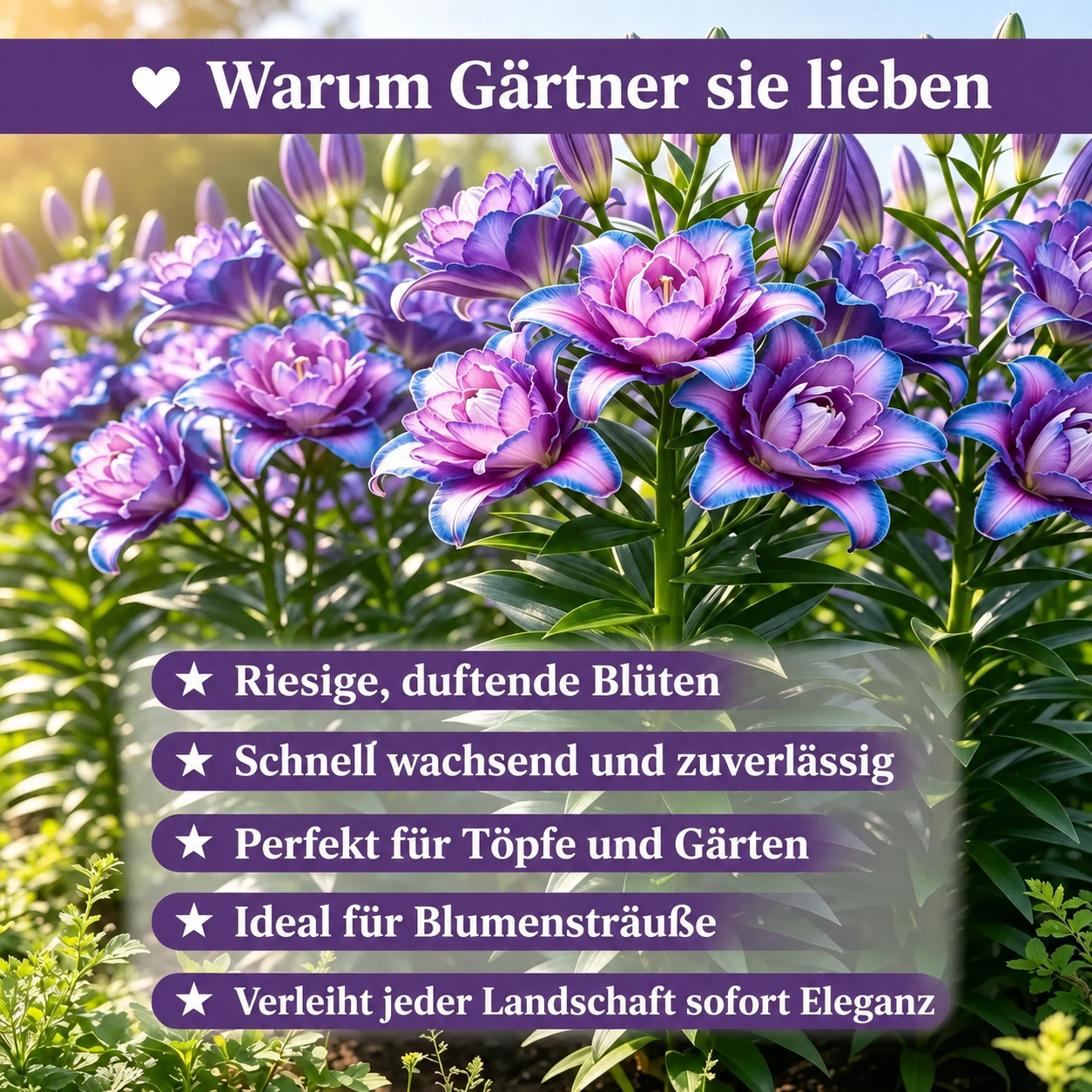 🌸Starlight Queen Oriental Lily Bulbs