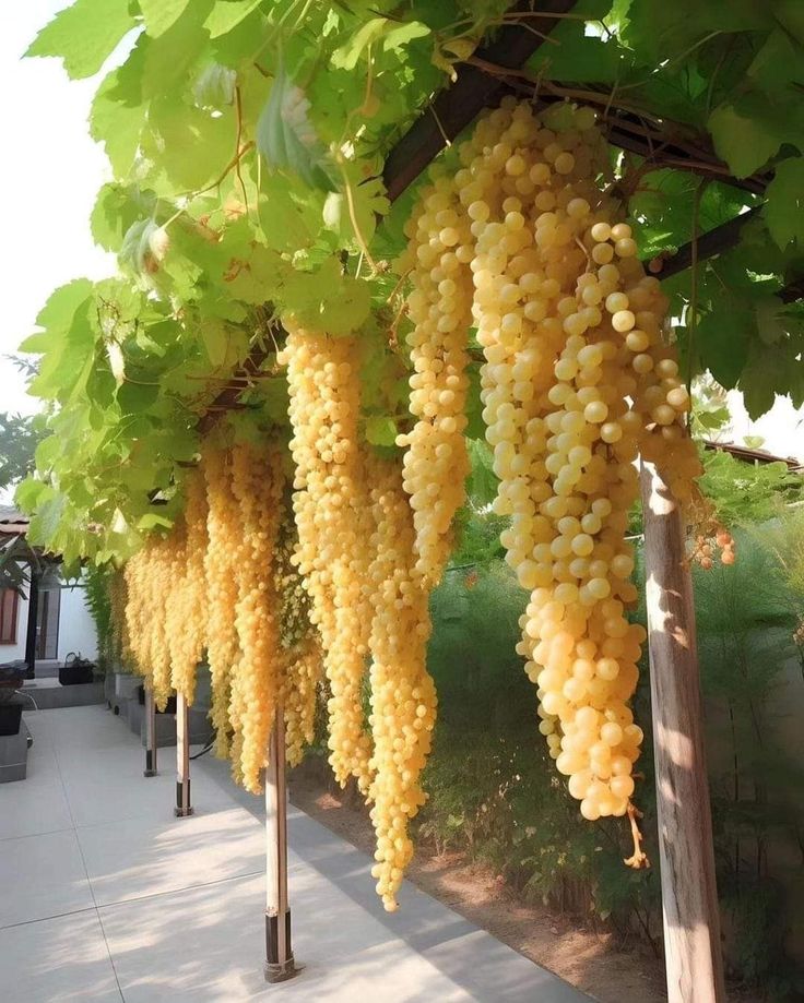 Giant Seedless Waterfall Grape Seeds