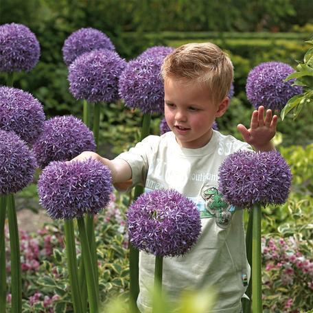 Garden Outdoor Giant Allium Giganteum Beautiful Flower Seeds Bonsai Plant Seeds