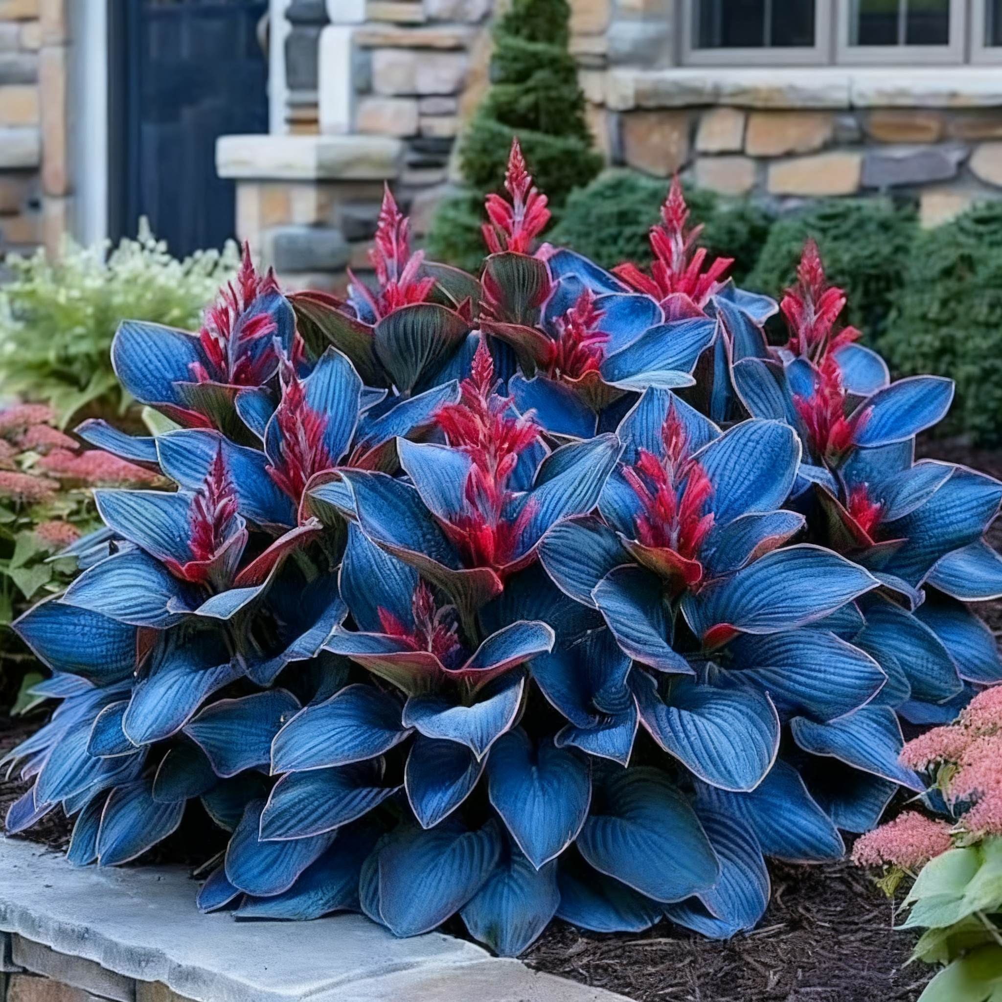 🔥2025 Garten-Must-Have🌾 Mehrjährige Coleus-Ziergrassamen🌱