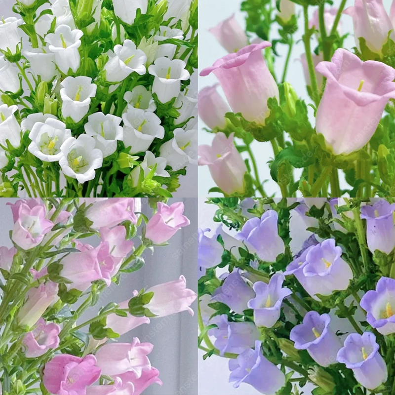 🌟Neue Produkteinführung🖼️Weinglas-Glockenblumen Samen🤩Seltsame Blumen