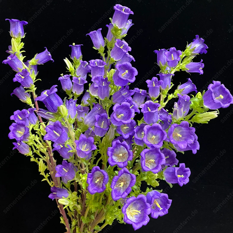 🌟Neue Produkteinführung🖼️Weinglas-Glockenblumen Samen🤩Seltsame Blumen