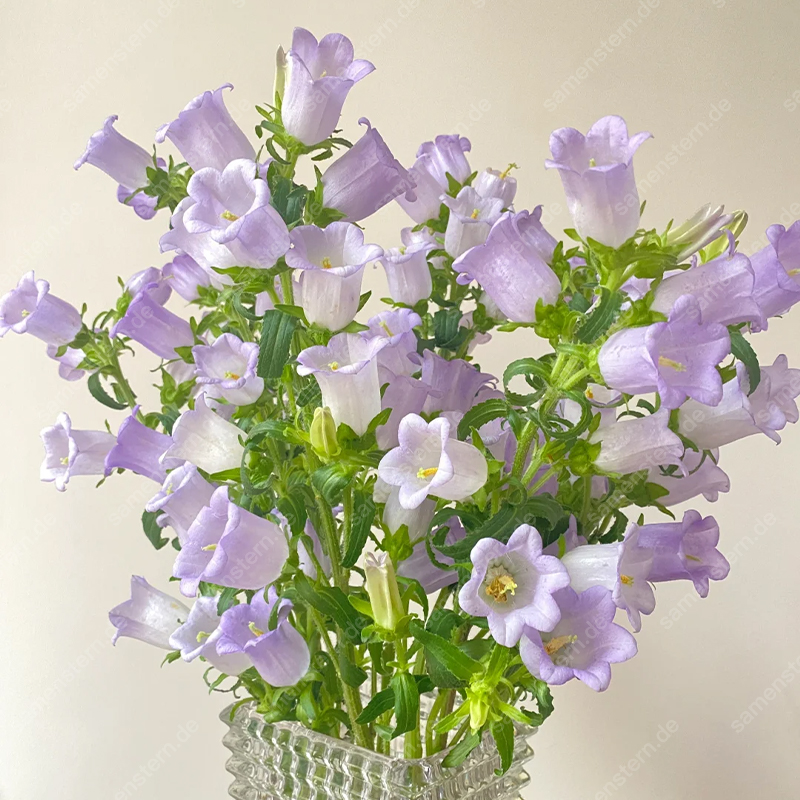 🌟Neue Produkteinführung🖼️Weinglas-Glockenblumen Samen🤩Seltsame Blumen