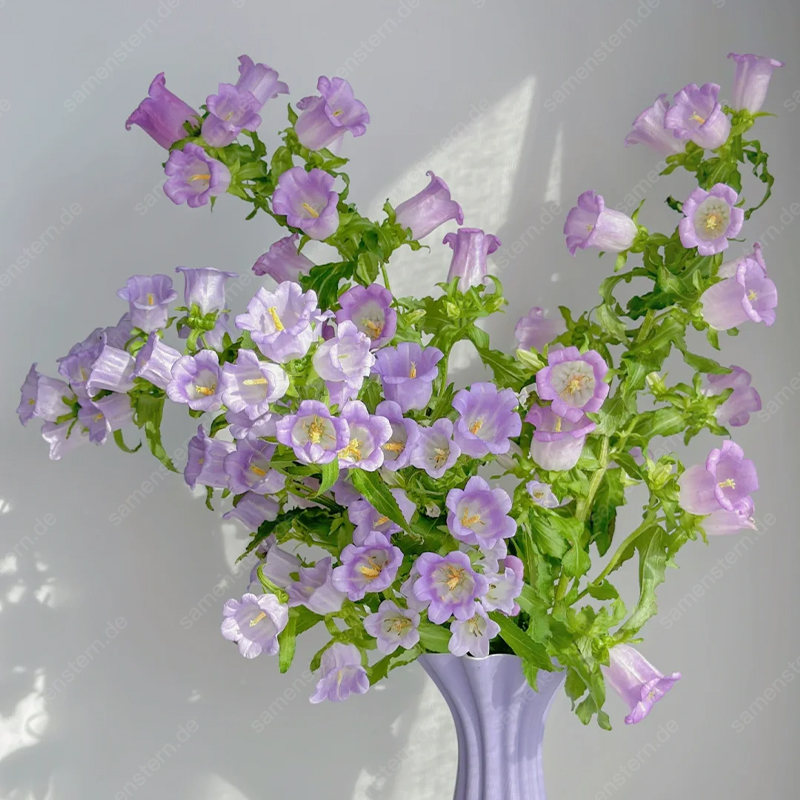 🌟Neue Produkteinführung🖼️Weinglas-Glockenblumen Samen🤩Seltsame Blumen