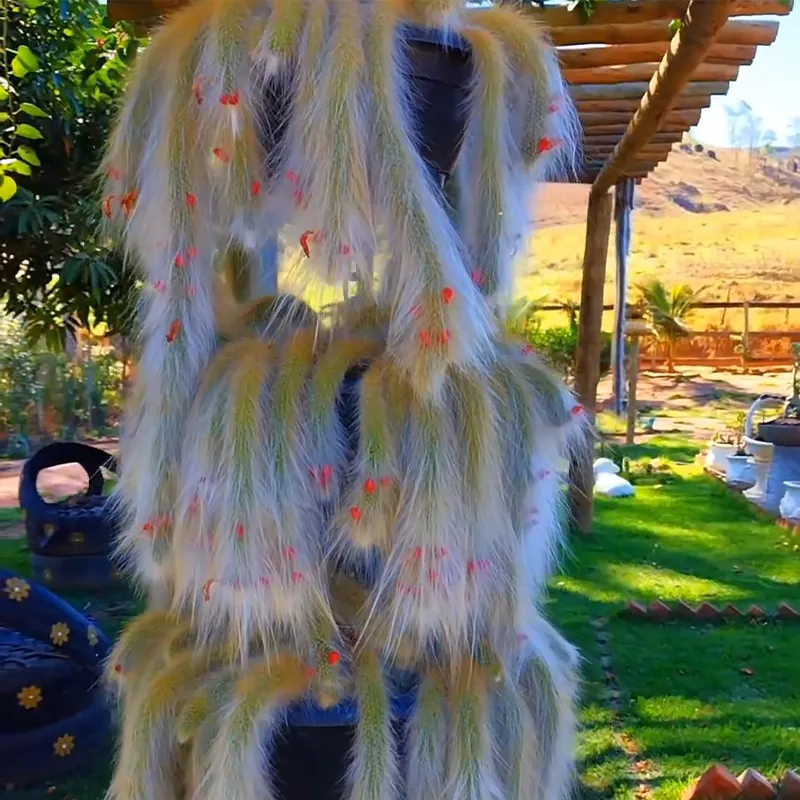 🪴DIE EINFACH ZU ZÜCHTENDE 🦊NEUNSCHWÄNZIGE🌵 FUCHS-SUKKULENTE