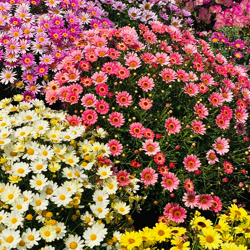 💥Frühjahrsauswahl💓Margeriten Chrysantheme Samen🌿Bezaubernde Blüten