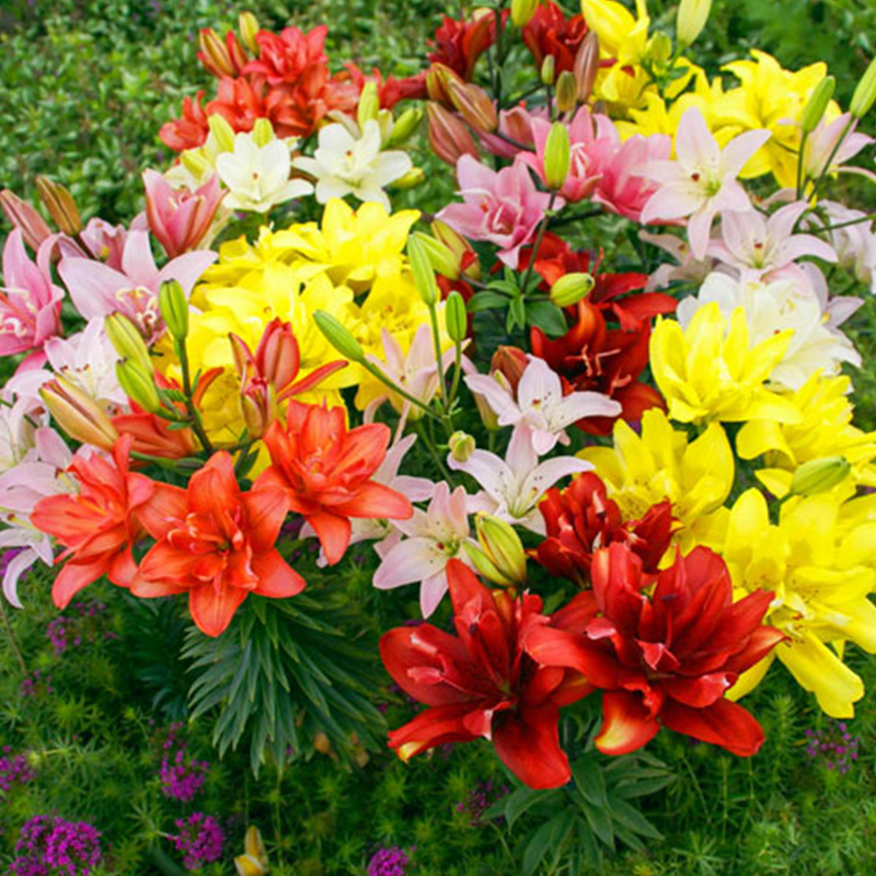 Duftende Gefüllte Lilien