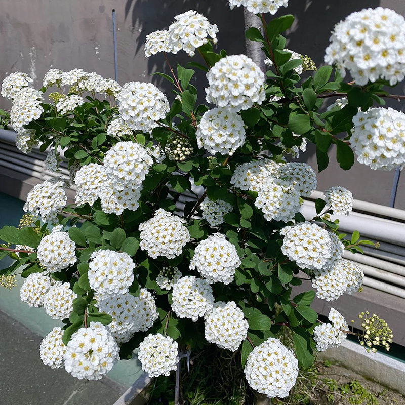 🩷Zeitlich begrenztes Angebot🌿Meadowfoam-Samen ✨Viele Blüten