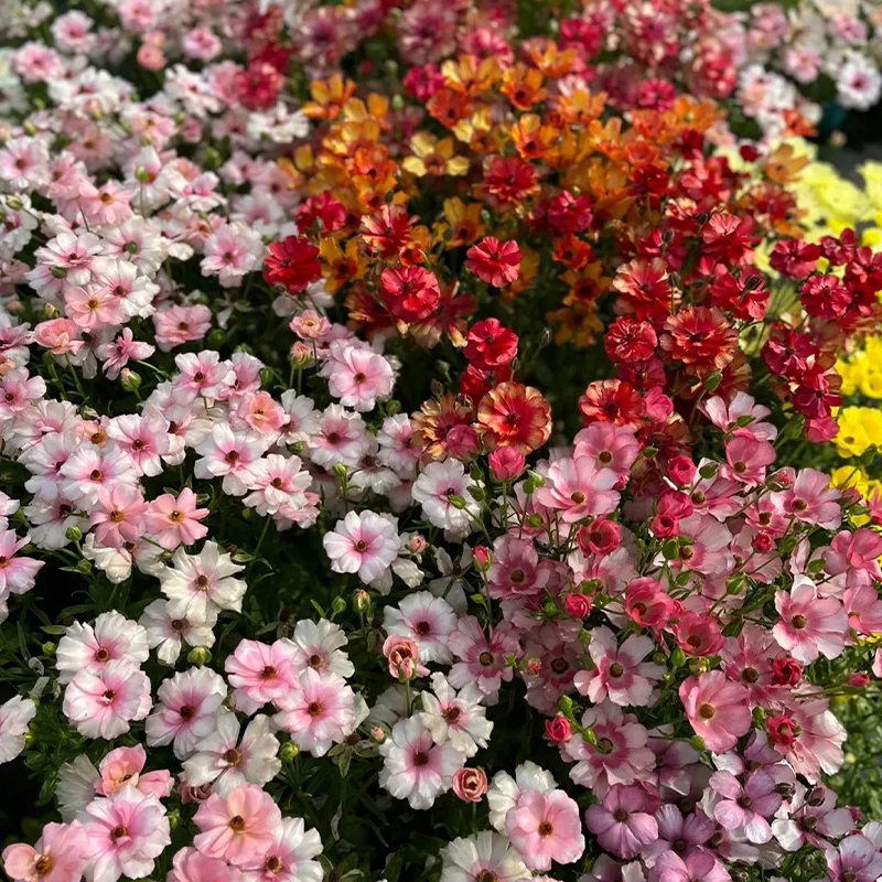 Schmetterlings-Hahnenfuß