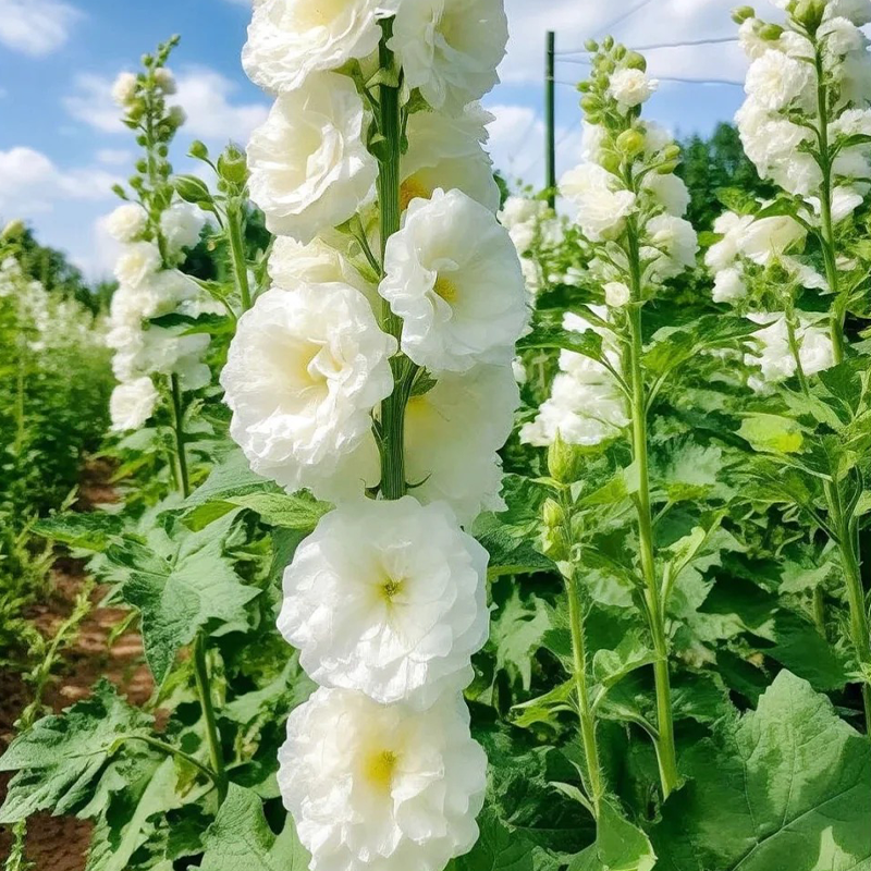 🌸 Schöne Stockrosen: Einfach zu pflanzen, Jahr für Jahr blühen! 🌸