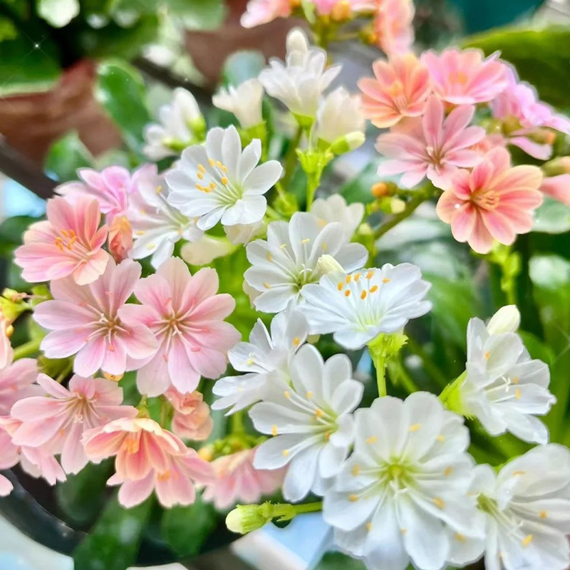 Lewisia