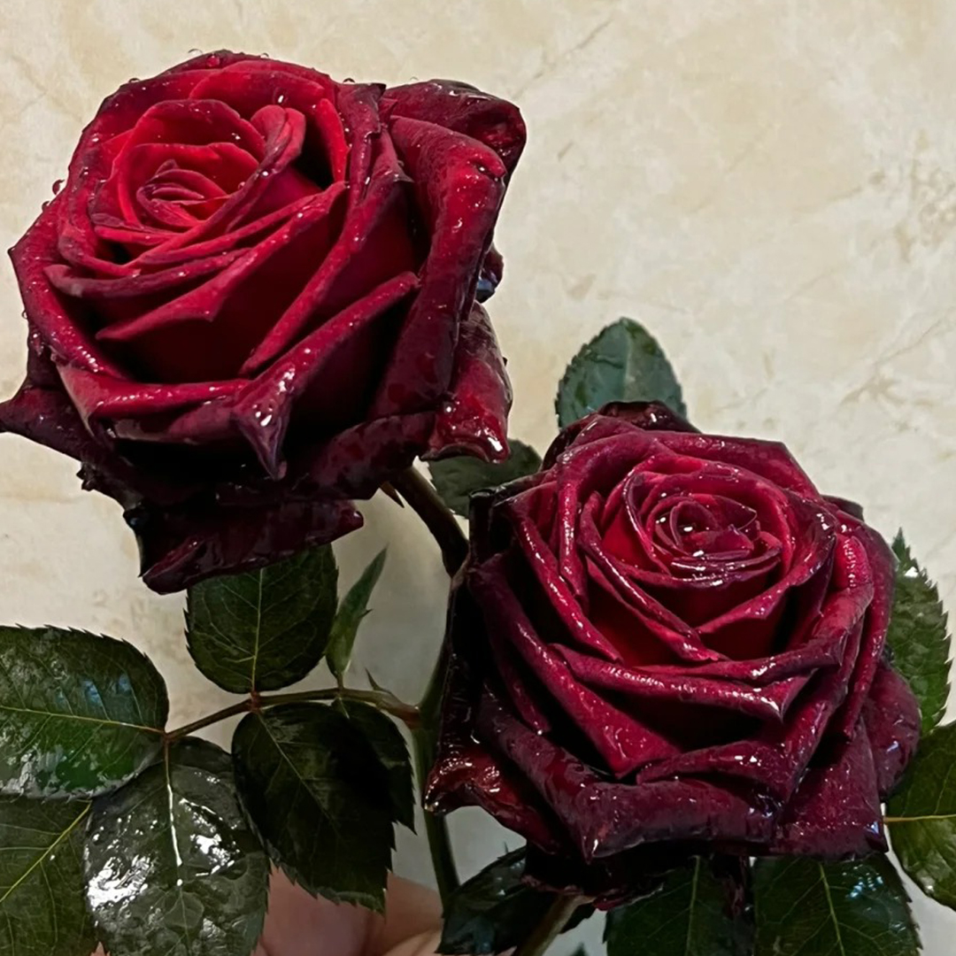 🌹Neues Rosenprodukt🍫Schwarze Bockrose✨so seidig wie schwarze Schokolade