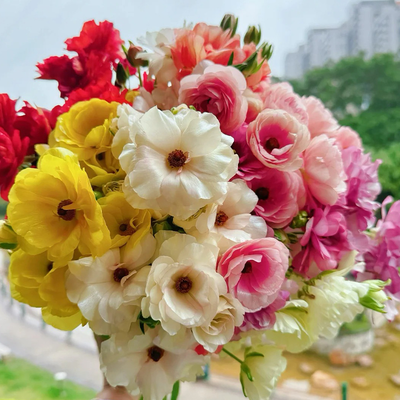 🔥Heißer Verkauf🔥Schmetterlings-Hahnenfuß Samen🌼Perfekte Auswahl