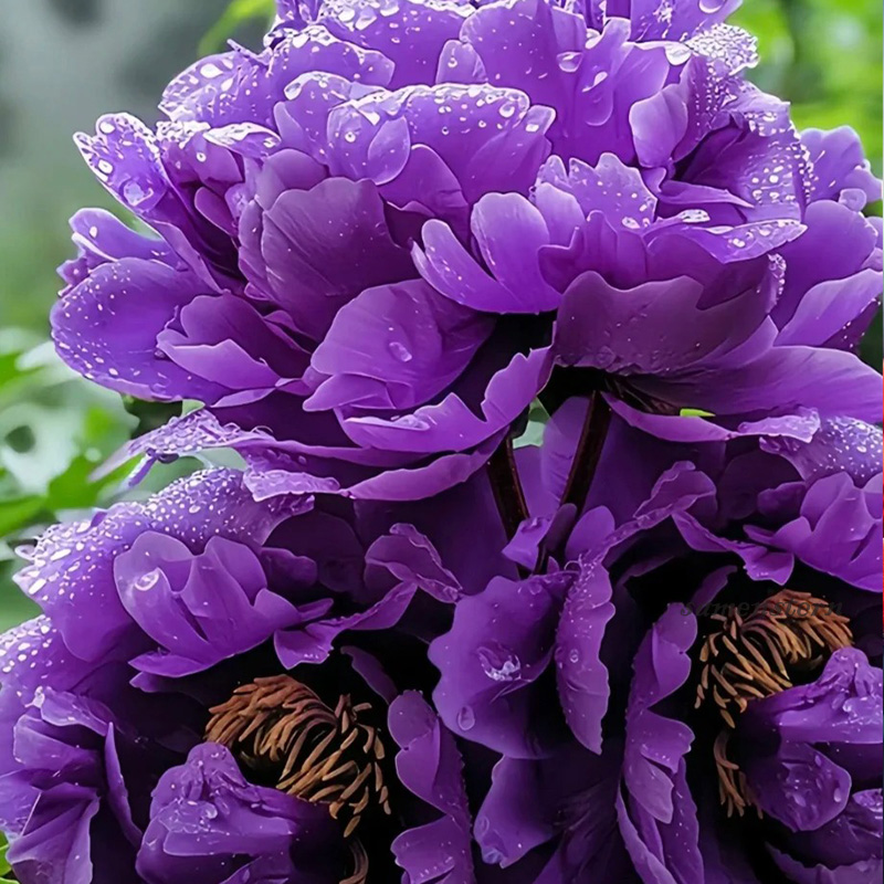 🦄Große Blütengröße🩷Pfingstrosensamen🌿leicht zu überleben