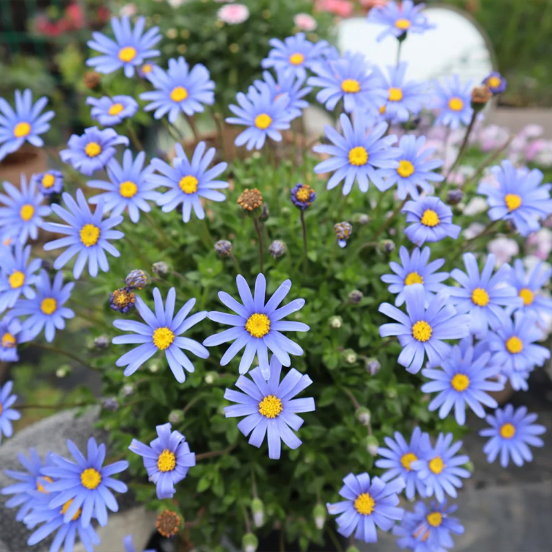 Blaue Margarita-Chrysantheme Samen
