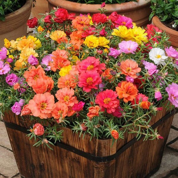 10000 Mixed Moss Rose Seeds