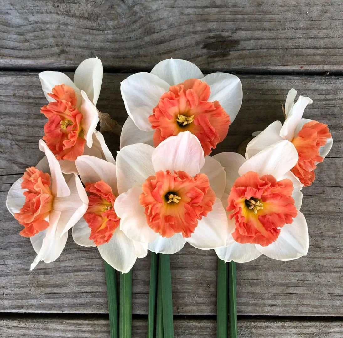 Perennial Daffodil Bulbs