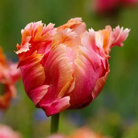 🌷Double  Feather Tulips Bulbs