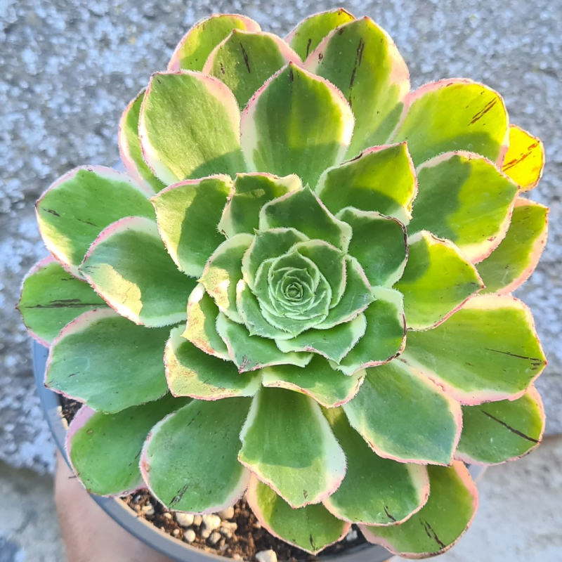 🔥Frühlingsangebot🌿Baumartige Aeonie Samen🌱Ausgewählte Samen