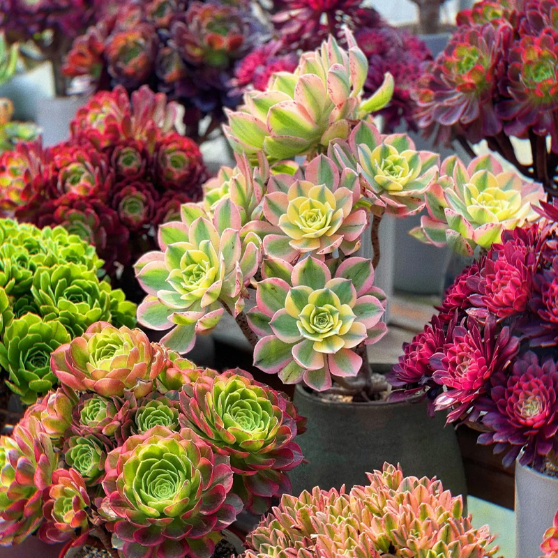 🔥Frühlingsangebot🌿Baumartige Aeonie Samen🌱Ausgewählte Samen