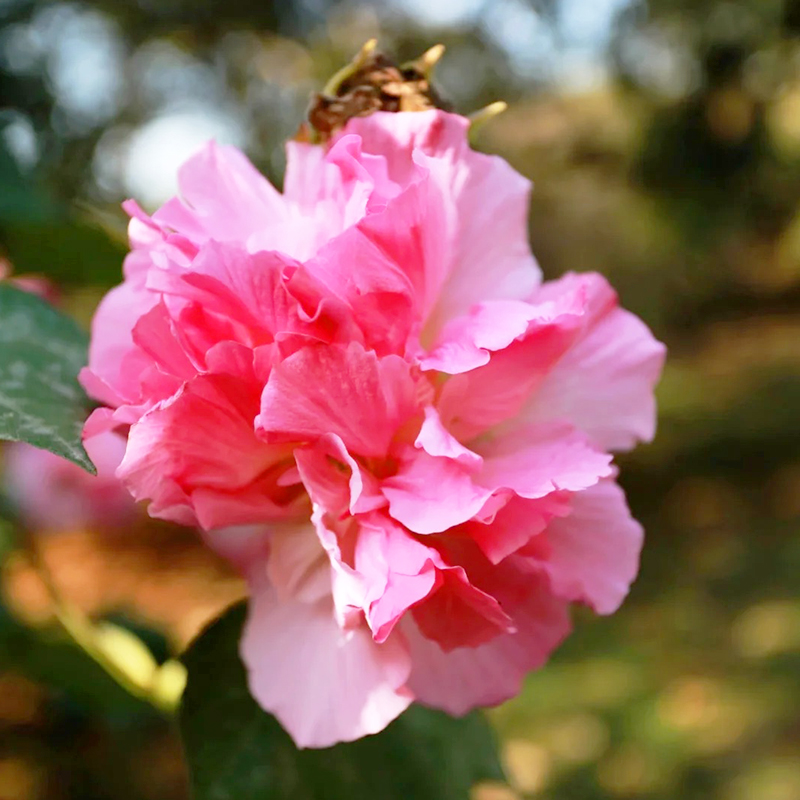 💖Rabatt zum halben Preis🌺Hibiskusblütensamen🌈Farbverändernde Blumen