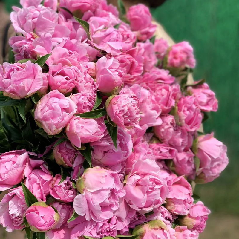 📢Heiße Verkäufe im Frühling🏵️Pfingstrosen Samen🖼️Super Perfekt