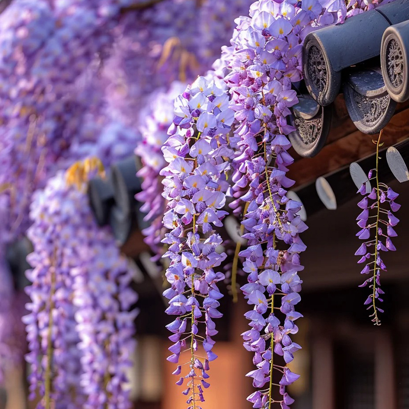 ✨Ausgewählte Samen🌱Lila Glyzinienrebe Samen💞Wunderschöne Blüten