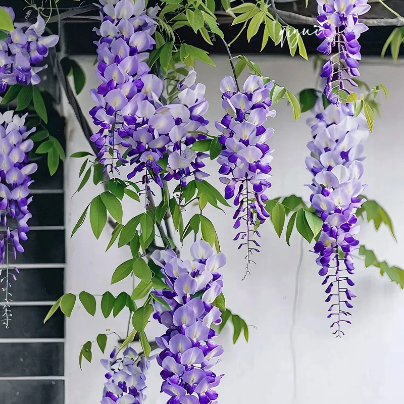 ✨Ausgewählte Samen🌱Lila Glyzinienrebe Samen💞Wunderschöne Blüten