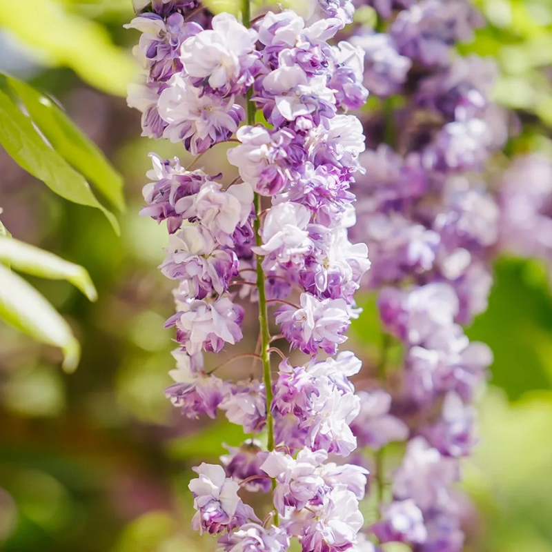 ✨Ausgewählte Samen🌱Lila Glyzinienrebe Samen💞Wunderschöne Blüten