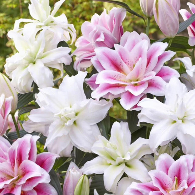 🚀Top-Produkte 2024🌈Duftende Gefüllte Lilien Samen💓Duftende Blüten