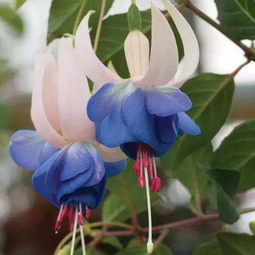 🧚‍♀️Fuchsia Flower Seeds-The fairy flower