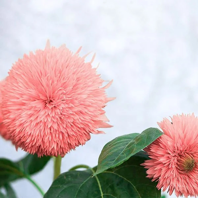 🚀Beste Wahl💖Teddybär-Sonnenblume🌻Farbe der Sonne