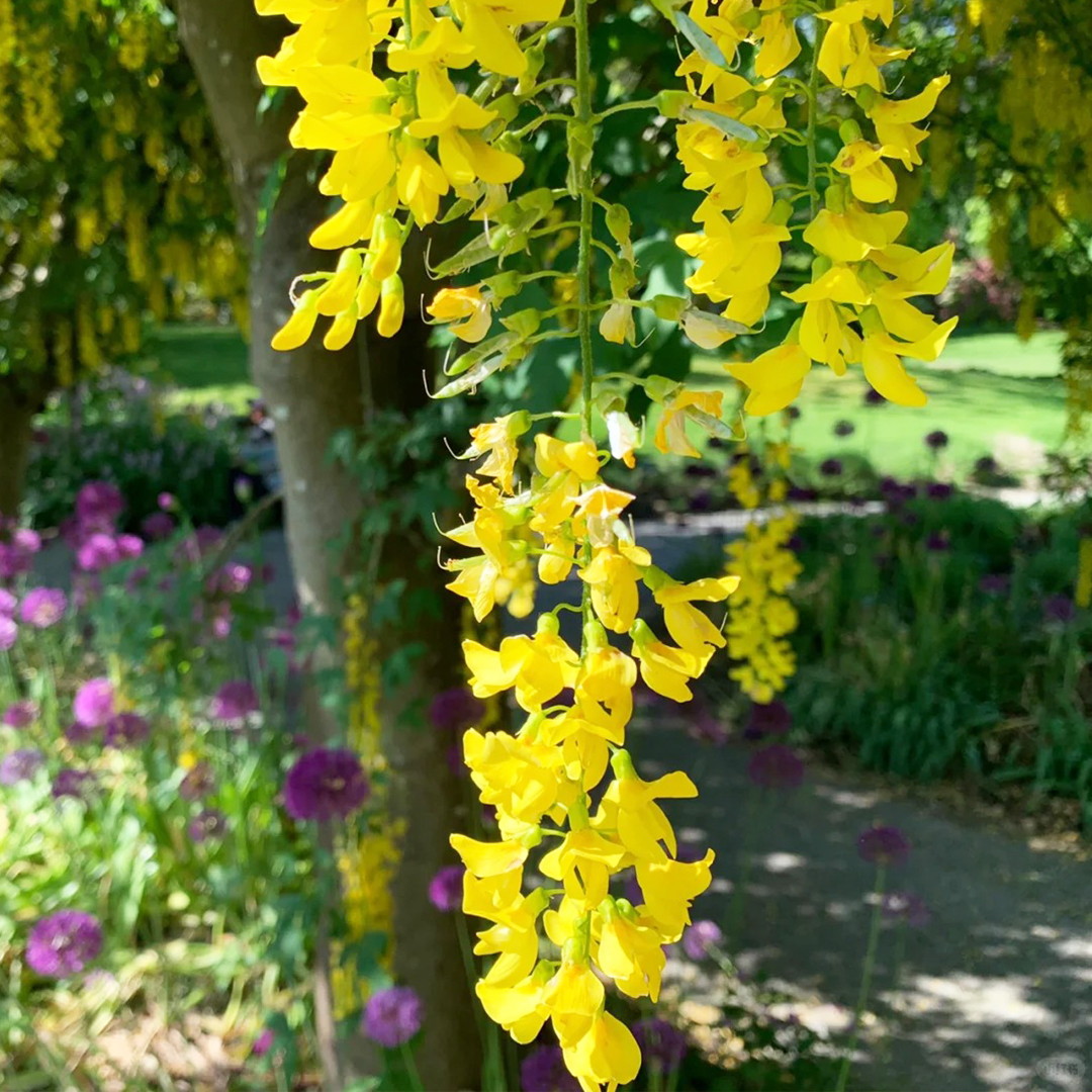 🚀Halber Preisnachlass✨Laburnum💖Schöne dekorative Baumblumen
