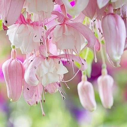 🧚‍♀️Fuchsia Flower Seeds-The fairy flower