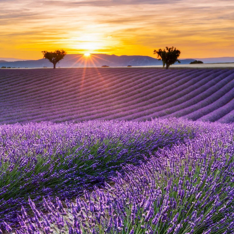 🔥Heißes Verkaufsmodell💜Lavendel aus der Provence Samen 🔆Wunderbar und wunderschön