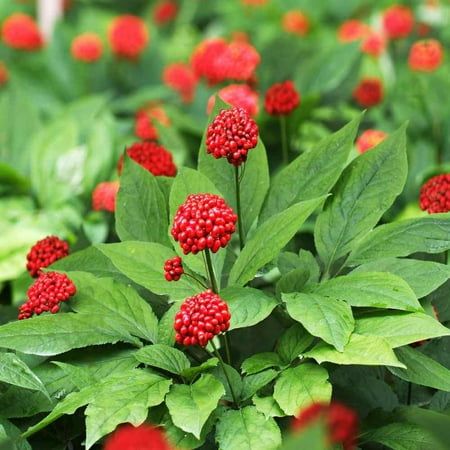 🫚Ginseng seeds - Available for planting in the 2024 winter season!