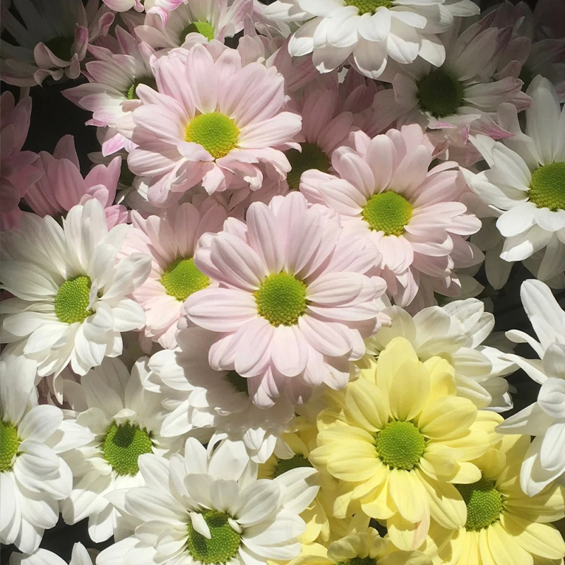 🔥Heiße Verkäufe im Frühling🏵️Chrysantheme der Kenny-Serie Samen🌼Verschiedene Farben