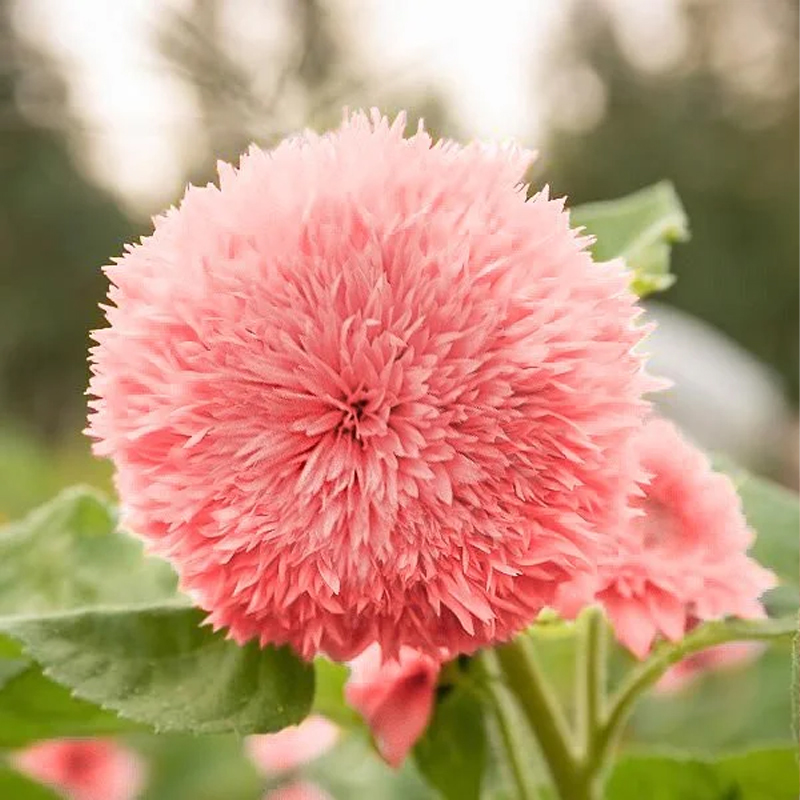 🚀Beste Wahl💖Teddybär-Sonnenblume🌻Farbe der Sonne