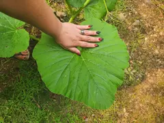 Giant Pumpkin Seeds